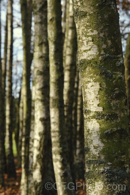 Part of a small grove of Silver Birches (<i>Betula pendula</i>), an extremely hardy Eurasian deciduous tree widely cultivated for its silver-grey bark. Its foliage often colours well in autumn. betula-2077htm'>Betula. <a href='betulaceae-plant-family-photoshtml'>Betulaceae</a>. Order: Fagales</a>