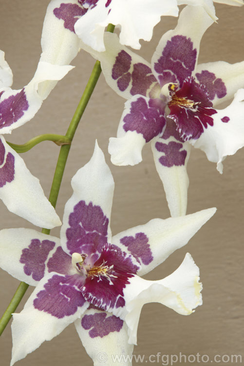 A XOdontonia hybrid, one of many hybrids between the orchid genera. Odontoglossum and Miltonia. Its large flowers are held on erect stems. odontonia-2578htm'>Odontonia.