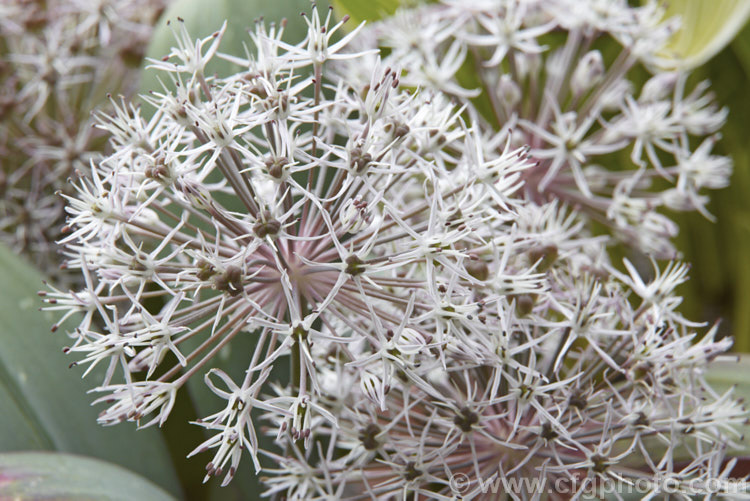 Allium karataviense, a strappy-leafed late spring- to early summer-flowering Central Asian bulb with flower heads to 20cm diameter, composed of numerous tiny, white to dusky purple-pink flowers. The foliage of this ornamental onion is often purple-tinted. allium-2045htm'>Allium.