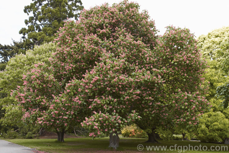 <i>Aesculus x carnea</i> (<i>Aesculus hippocastanum</i> x <i>Aesculus pavia</i>) in flower, with a carpet of fallen petals. This deep pink-flowered hybrid horse chestnut is a 15-25m tall deciduous tree widely cultivated as a specimen or street tree. Order Sapindales, Family: Sapindaceae