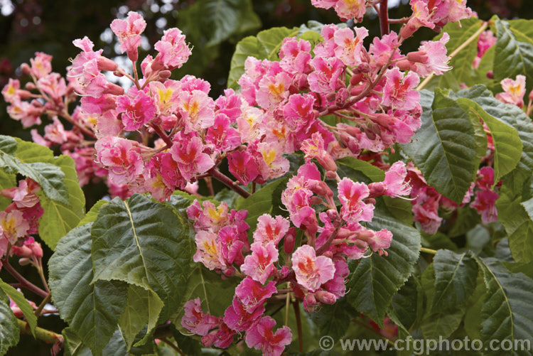 The flowers of the Pink-flowered Horse Chestnut (<i>Aesculus x carnea</i> [<i>Aesculus hippocastanum</i> x <i>Aesculus pavia</i>]) in flower, with a carpet of fallen petals. This deep pink-flowered hybrid horse chestnut is a 15-25m tall deciduous tree widely cultivated as a specimen or street tree. Order Sapindales, Family: Sapindaceae