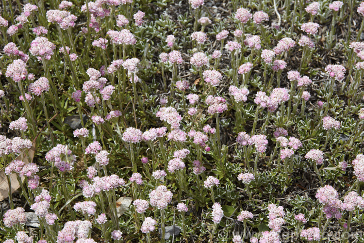 Pink Catsfoot (<i>Antennaria dioica 'Rosea'), a pink-flowered cultivar of a normally white- to pale pink-flowered, spring-blooming, mat-forming Northern Hemisphere perennial that is densely covered with silver-grey hair. antennaria-2342htm'>Antennaria.