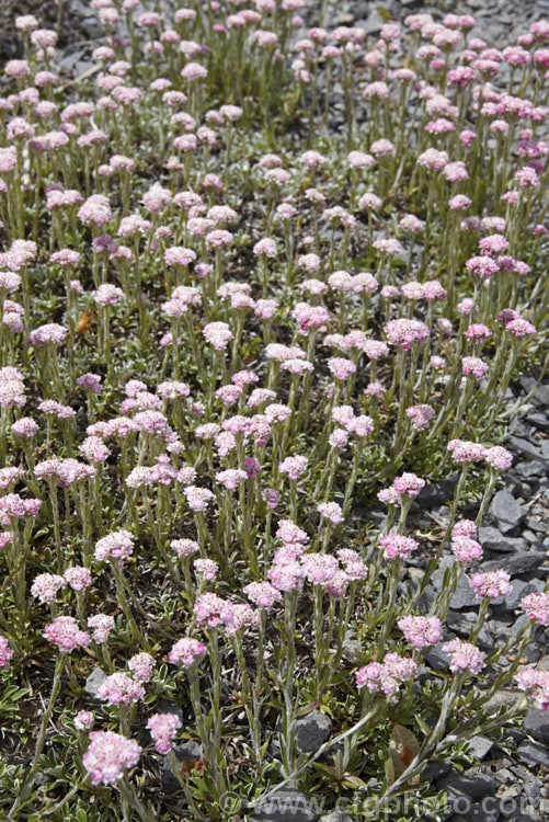 Pink Catsfoot (<i>Antennaria dioica 'Rosea'), a pink-flowered cultivar of a normally white- to pale pink-flowered, spring-blooming, mat-forming Northern Hemisphere perennial that is densely covered with silver-grey hair. antennaria-2342htm'>Antennaria.