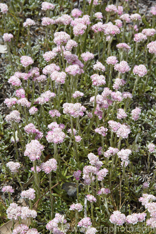 Pink Catsfoot (<i>Antennaria dioica 'Rosea'), a pink-flowered cultivar of a normally white- to pale pink-flowered, spring-blooming, mat-forming Northern Hemisphere perennial that is densely covered with silver-grey hair. antennaria-2342htm'>Antennaria.