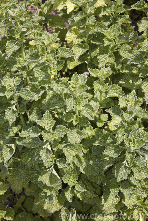 The foliage of Black Horehound (<i>Ballota nigra</i>), an herbaceous perennial found in Eurasia and North Africa. Ultimately over 1m tall, it produces small purple flowers but is mainly grown for its foliage, which is used in herbal teas and tonics. Not to be confused with Common or White Horehound (<i>Marrubium vulgare</i>). ballota-2591htm'>Ballota.