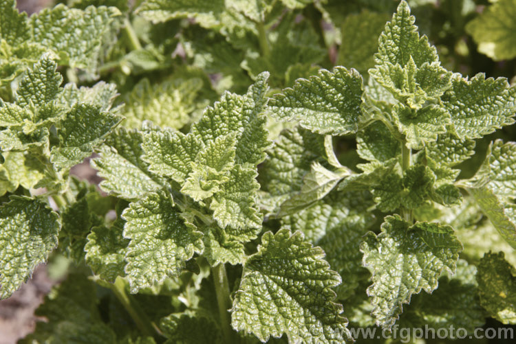 The foliage of Black Horehound (<i>Ballota nigra</i>), an herbaceous perennial found in Eurasia and North Africa. Ultimately over 1m tall, it produces small purple flowers but is mainly grown for its foliage, which is used in herbal teas and tonics. Not to be confused with Common or White Horehound (<i>Marrubium vulgare</i>)v