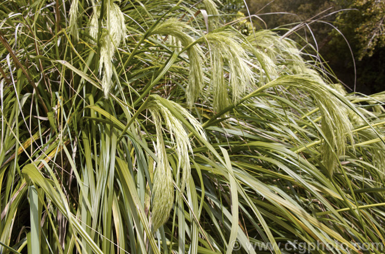 The foliage and developing flower plumes of Snow Tussock (<i>Chionochloa flavicans</i>), a large-plumed tussock grass native to the lowland areas of the upper. North Island of New Zealand chionochloa-2659htm'>Chionochloa. .