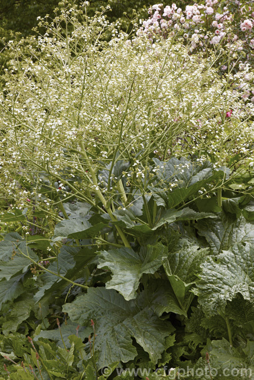 Crambe cordifolia photo at Pictures of Plants stock image library