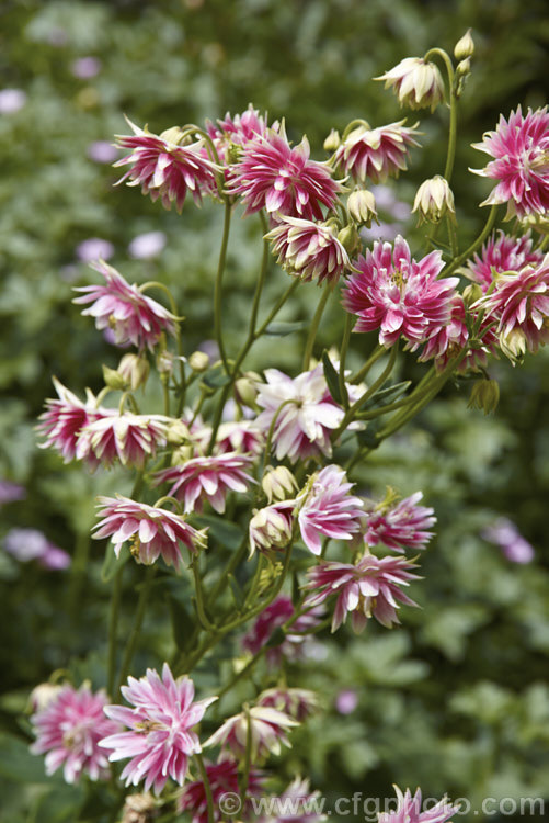 Aquilegia vulgaris 'Nora. Barlow' (aka the rose columbine</i>), a very distinctive double-flowered form of Granny's Bonnet that has been in cultivation since the 17th century<br />
<br><br />
<span style='color:red'>Note:</span> this image intentionally has shallow depth of field. The focus is centred on the flower just above the right of centre. Order: Ranunculales, Family: Ranunculaceae