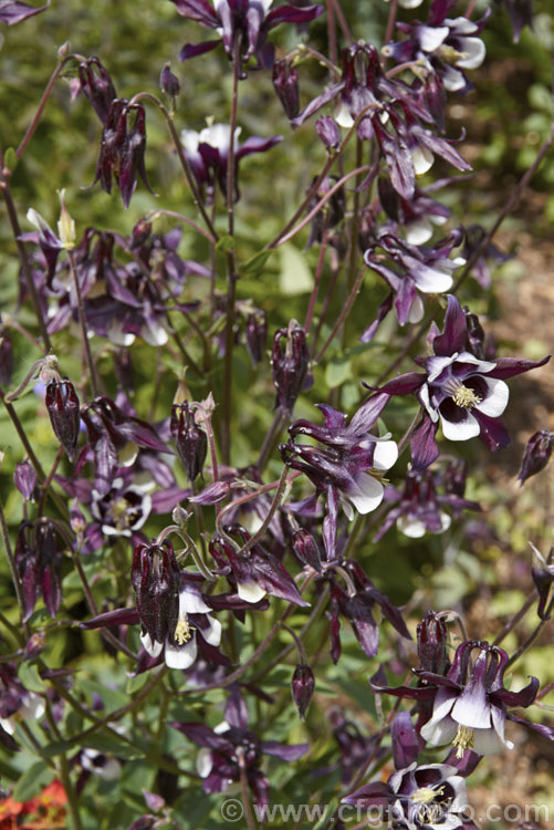 Aquilegia vulgaris 'Magpie' (syn 'William. Guinness'), a very distinctive. Granny's Bonnet cultivar with deep blackish purple spurs that contrast sharply with the white corolla. It grows to around 90cm tall Order: Ranunculales, Family: Ranunculaceae