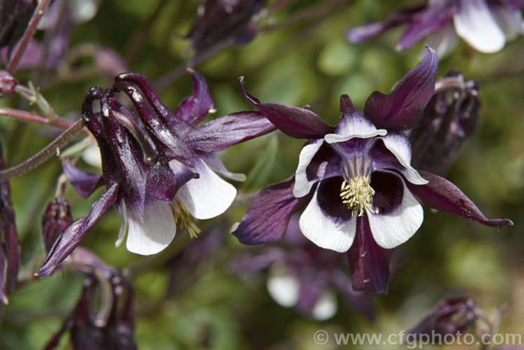 Aquilegia vulgaris 'Magpie' (syn 'William. Guinness'), a very distinctive. Granny's Bonnet cultivar with deep blackish purple spurs that contrast sharply with the white corolla. It grows to around 90cm tall Order: Ranunculales, Family: Ranunculaceae