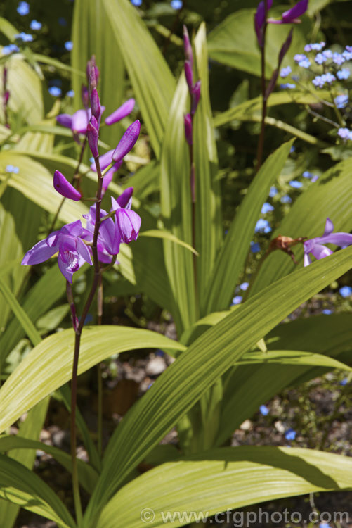 Chinese Ground. Orchid (<i>Bletilla striata</i>), a hardy terrestrial orchid native to Japan, China and Tibet. It flowers in late spring and early summer and naturalises well in reasonably mild climates