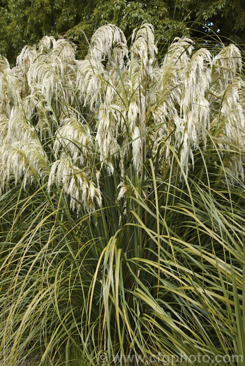 Toe. Toe (<i>Austroderia richardii [syn. Cortaderia richardii]), a 2-3m tall grass native to New Zealand It is superficially similar to the South American pampas grass (<i>Cortaderia selloana</i>) but has narrower leaves and less densely packed flower plumes. austroderia-3545htm'>Austroderia. .