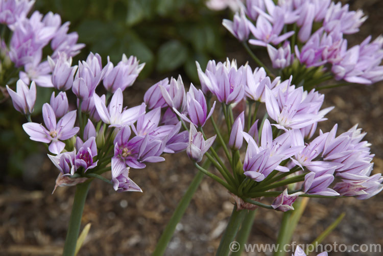 Rosy. Garlic (<i>Allium roseum</i>), an ornamental onion native to southern Europe, North Africa and Turkey. It flowers, which are borne in heads of up to 30 are relatively large for an Allium, around 15mm wide. It bloom in late spring to early summer. This is variety roseum, which does not develop bulbils in the inflorescences. allium-2045htm'>Allium.