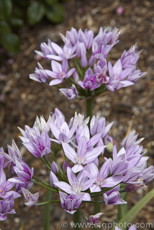 Rosy. Garlic (<i>Allium roseum</i>), an ornamental onion native to southern Europe, North Africa and Turkey. It flowers, which are borne in heads of up to 30 are relatively large for an Allium, around 15mm wide. It bloom in late spring to early summer. This is variety roseum, which does not develop bulbils in the inflorescences. allium-2045htm'>Allium.