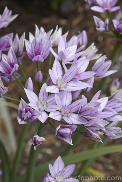 Rosy. Garlic (<i>Allium roseum</i>), an ornamental onion native to southern Europe, North Africa and Turkey. It flowers, which are borne in heads of up to 30 are relatively large for an Allium, around 15mm wide. It bloom in late spring to early summer. This is variety roseum, which does not develop bulbils in the inflorescences. allium-2045htm'>Allium.