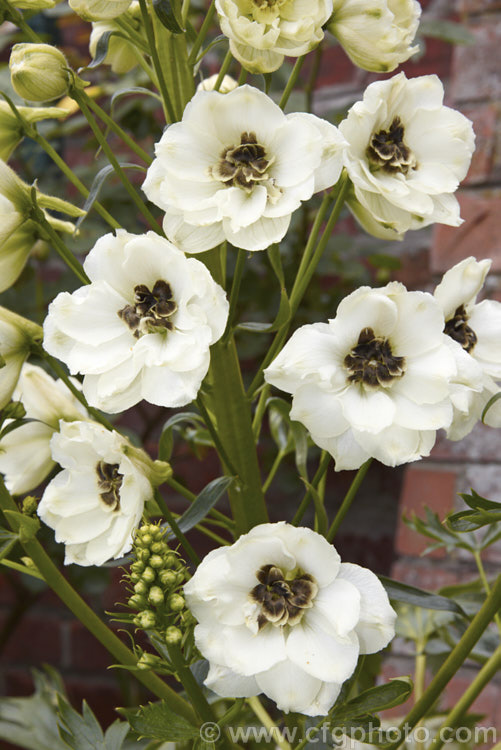 Delphinium 'Cream. Puff', a New Zealand -raised fancy-flowered hybrid with cream flowers opening from green-tinted buds. The bee is brown with greenish-cream edging. delphinium-2123htm'>Delphinium.