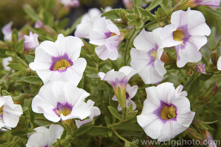 Calibrachoa 'Superbells. Candy. White', a white and pink-coloured hybrid of a long-flowering evergreen. South American perennial genus. Resembling small-flowered petunias and often marketed as 'perennial petunias', these trailing plants are ideal for rockery groundcover or hanging baskets