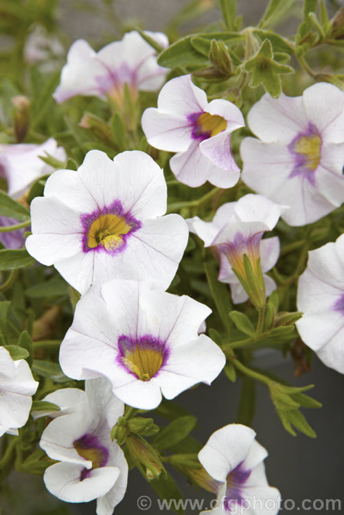 Calibrachoa 'Superbells. Candy. White', a white and pink-coloured hybrid of a long-flowering evergreen. South American perennial genus. Resembling small-flowered petunias and often marketed as 'perennial petunias', these trailing plants are ideal for rockery groundcover or hanging baskets