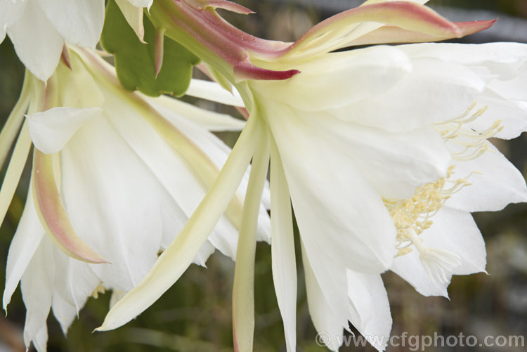 Epiphyllum Johanna Silberbauer photo at Pictures of Plants stock image ...