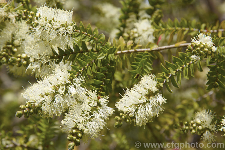 Melaleuca squarrosa, a shrubby species native to southern and south-eastern Australia. Although it can reach 15m tall it is usually seen as a 2-3m shrub. melaleuca-2126htm'>Melaleuca. .