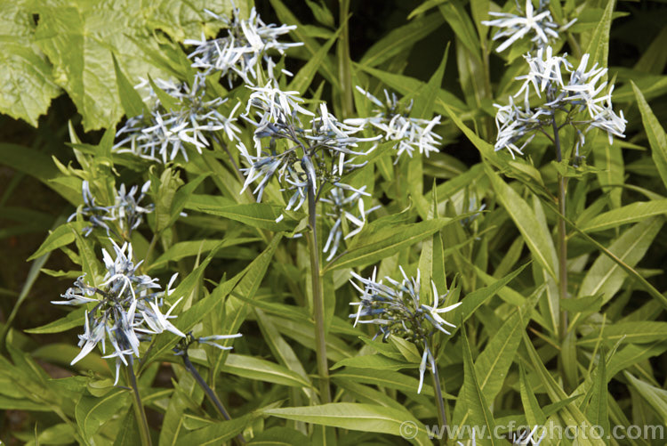 Eastern Bluestar (<i>Amsonia tabernaemontana</i>), a 1m tall, multi-stemmed, clump-forming perennial native to the south-eastern United States. It flowers from late spring. Order: Gentianales, Family: Apocynaceae