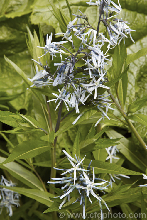 Eastern Bluestar (<i>Amsonia tabernaemontana</i>), a 1m tall, multi-stemmed, clump-forming perennial native to the south-eastern United States. It flowers from late spring. Order: Gentianales, Family: Apocynaceae