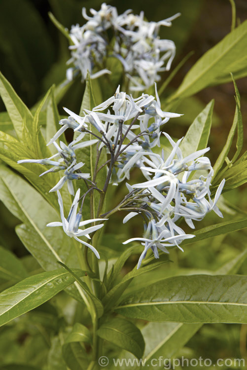 Eastern Bluestar (<i>Amsonia tabernaemontana</i>), a 1m tall, multi-stemmed, clump-forming perennial native to the south-eastern United States. It flowers from late spring. Order: Gentianales, Family: Apocynaceae