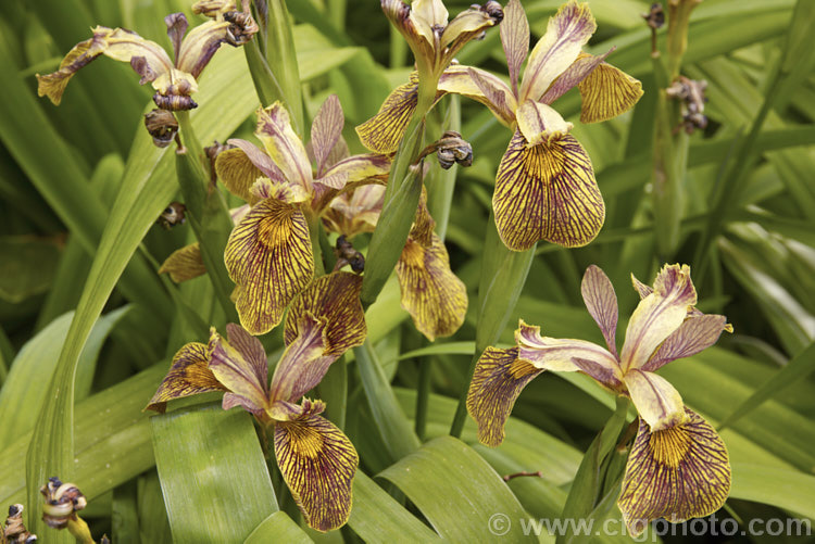 Iris pseudacorus 'Holden. Clough', a strikingly marked cultivar, possibly a chance hybrid, . Iris chrysographes that originated in England and was introduced in the early 1970s. It will grow in damp soil around ponds or in normal garden conditions and has stems to over 60cm tall