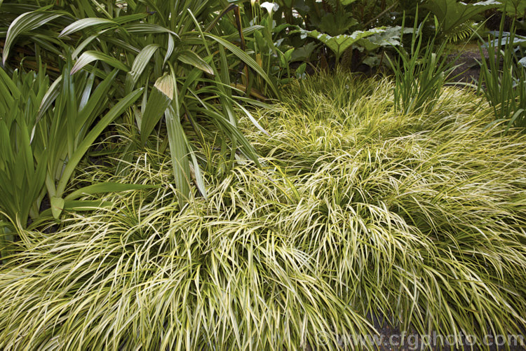 <i>Acorus gramineus</i> 'Ogon', a yellow-variegated form of a low, spreading grass-like rhizomatous perennial native to temperate eastern Asia. The floral spadix is a distinguishing feature. Order: Acorales, Family: Acoraceae