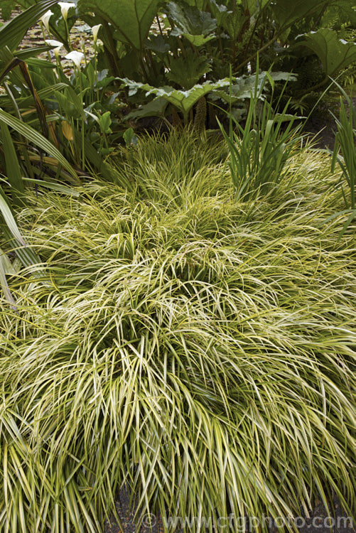 <i>Acorus gramineus</i> 'Ogon', a yellow-variegated form of a low, spreading grass-like rhizomatous perennial native to temperate eastern Asia. The floral spadix is a distinguishing feature. Order: Acorales, Family: Acoraceae