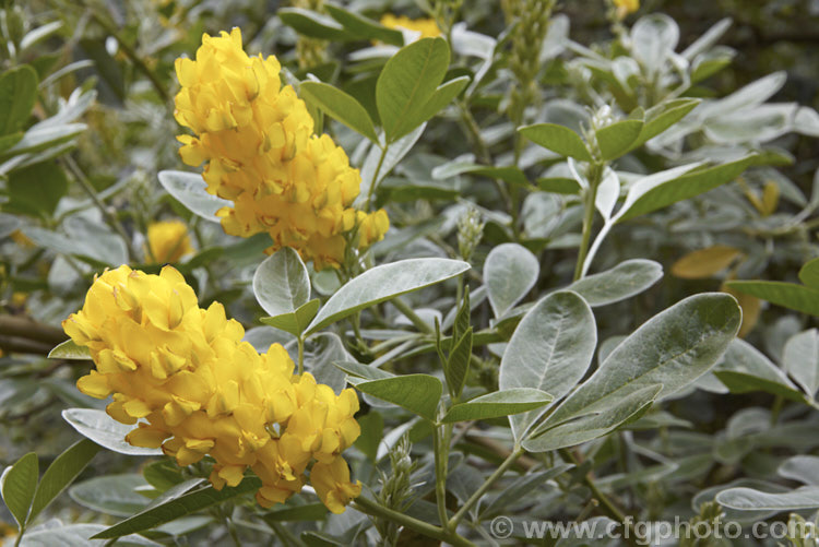 Moroccan Broom or Pineapple Broom (<i>Argyrocytisus battandieri [syn. Cytisus battandieri]), a deciduous or semi-evergreen shrub native to Morocco. It has silver-haired foliage, grows to around 4m tall and produces its fragrant flowerheads from mid-spring into summer. Order: Fabales, Family: Fabaceae