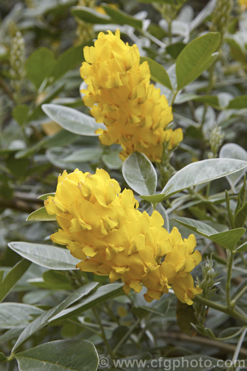 Moroccan Broom or Pineapple Broom (<i>Argyrocytisus battandieri [syn. Cytisus battandieri]), a deciduous or semi-evergreen shrub native to Morocco. It has silver-haired foliage, grows to around 4m tall and produces its fragrant flowerheads from mid-spring into summer. Order: Fabales, Family: Fabaceae