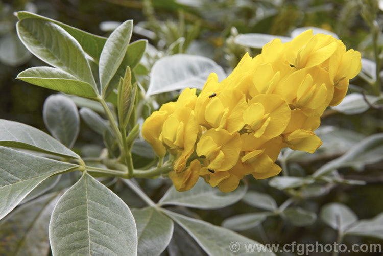 Moroccan Broom or Pineapple Broom (<i>Argyrocytisus battandieri [syn. Cytisus battandieri]), a deciduous or semi-evergreen shrub native to Morocco. It has silver-haired foliage, grows to around 4m tall and produces its fragrant flowerheads from mid-spring into summer. Order: Fabales, Family: Fabaceae