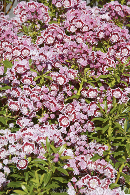 Kalmia latifolia 'Minuet', a purple-red and white-flowered cultivar of the Calico. Bush or Mountain Laurel, a very hardy, spring-flowering, evergreen shrub native to eastern North America 'Minuet' is similar to 'Carousel' but its flowers are a little larger and the plant is more compact. kalmia-2456htm'>Kalmia. Order: Ericales, Family: Ericaceae