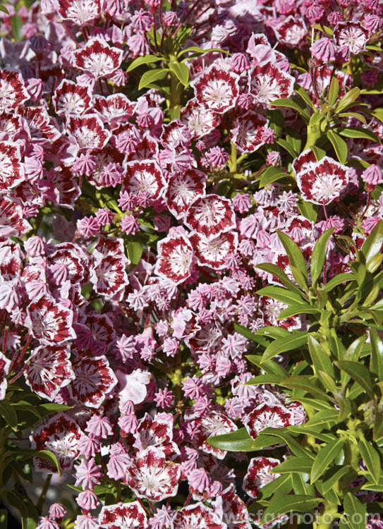 Kalmia latifolia 'Minuet', a purple-red and white-flowered cultivar of the Calico. Bush or Mountain Laurel, a very hardy, spring-flowering, evergreen shrub native to eastern North America 'Minuet' is similar to 'Carousel' but its flowers are a little larger and the plant is more compact. kalmia-2456htm'>Kalmia. Order: Ericales, Family: Ericaceae