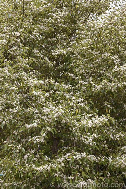 Marbleleaf or Putaputaweta (<i>Carpodetus serratus</i>), an evergreen tree up to 9m tall, native to New Zealand It maintains for several years a shrubby, juvenile habit as shown here. The name. Marbleleaf comes from the interestingly marked foliage. Adult trees produce these panicles of tiny white flowers in late spring to early summer. carpodetus-2653htm'>Carpodetus. <a href='rousseaceae-plant-family-photoshtml'>Rousseaceae</a>.