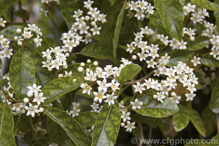 Marbleleaf or Putaputaweta (<i>Carpodetus serratus</i>), an evergreen tree up to 9m tall, native to New Zealand It maintains for several years a shrubby, juvenile habit as shown here. The name. Marbleleaf comes from the interestingly marked foliage. Adult trees produce these panicles of tiny white flowers in late spring to early summer. carpodetus-2653htm'>Carpodetus. <a href='rousseaceae-plant-family-photoshtml'>Rousseaceae</a>.