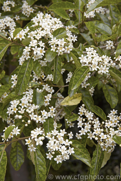 Marbleleaf or Putaputaweta (<i>Carpodetus serratus</i>), an evergreen tree up to 9m tall, native to New Zealand It maintains for several years a shrubby, juvenile habit as shown here. The name. Marbleleaf comes from the interestingly marked foliage. Adult trees produce these panicles of tiny white flowers in late spring to early summer. carpodetus-2653htm'>Carpodetus. <a href='rousseaceae-plant-family-photoshtml'>Rousseaceae</a>.