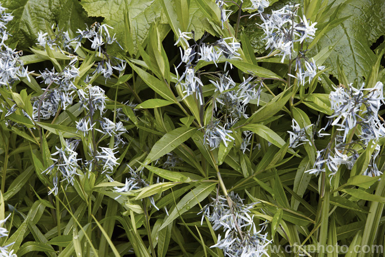 Eastern Bluestar (<i>Amsonia tabernaemontana</i>), a 1m tall, multi-stemmed, clump-forming perennial native to the south-eastern United States. It flowers from late spring. Order: Gentianales, Family: Apocynaceae