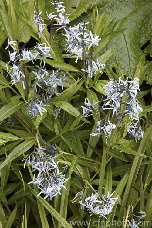 Eastern Bluestar (<i>Amsonia tabernaemontana</i>), a 1m tall, multi-stemmed, clump-forming perennial native to the south-eastern United States. It flowers from late spring. Order: Gentianales, Family: Apocynaceae