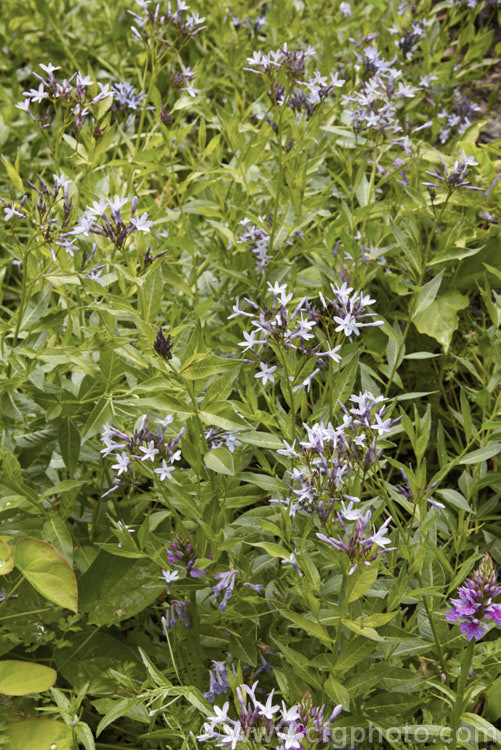 European Bluestar (<i>Amsonia orientalis</i>), a 1-1.5m high subshrub native to Greece and Turkey. It blooms from late spring and the phlox-like flowers range in colour from pale blue to deep violet. The narrow leaves are up to 5cm long. Order: Gentianales, Family: Apocynaceae