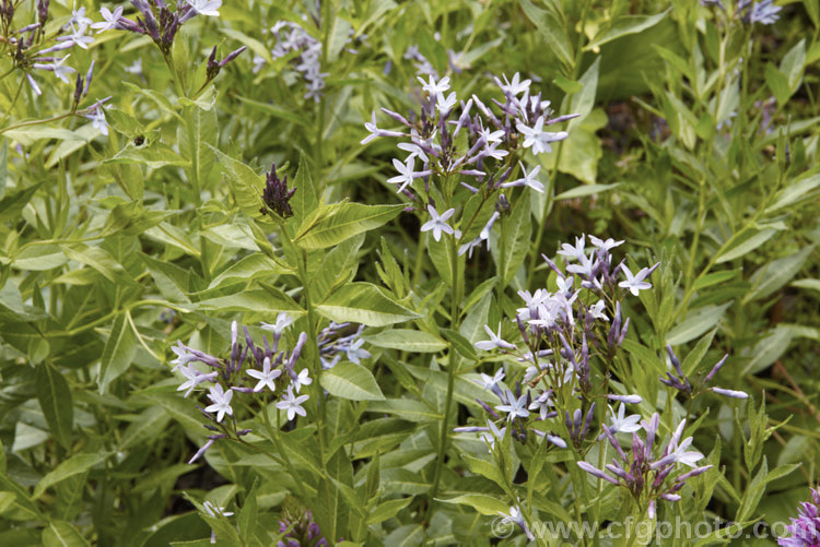 European Bluestar (<i>Amsonia orientalis</i>), a 1-1.5m high subshrub native to Greece and Turkey. It blooms from late spring and the phlox-like flowers range in colour from pale blue to deep violet. The narrow leaves are up to 5cm long. Order: Gentianales, Family: Apocynaceae