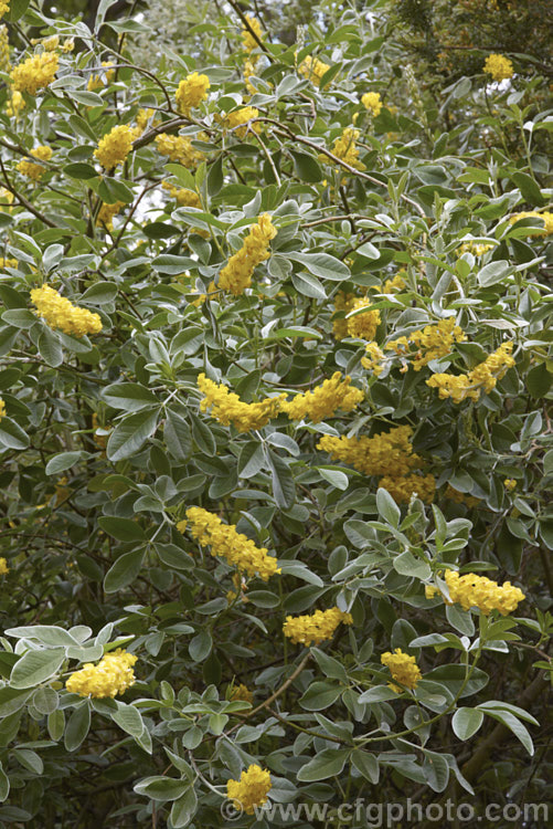 Moroccan Broom or Pineapple Broom (<i>Argyrocytisus battandieri [syn. Cytisus battandieri]), a deciduous or semi-evergreen shrub native to Morocco. It has silver-haired foliage, grows to around 4m tall and produces its fragrant flowerheads from mid-spring into summer. Order: Fabales, Family: Fabaceae