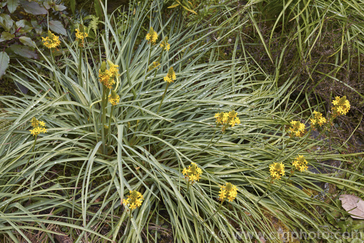 Bulbinella angustifolia, an evergreen late spring- to early summer-flowering, strappy-leafed, fleshy-rooted perennial native to the eastern parts of the South Island of New Zealand Its leaves are narrower and longer than those of the other New Zealand Bulbinella species, growing to as much as 1m long. bulbinella-2613htm'>Bulbinella.