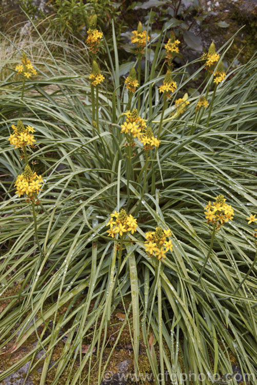 Bulbinella angustifolia, an evergreen late spring- to early summer-flowering, strappy-leafed, fleshy-rooted perennial native to the eastern parts of the South Island of New Zealand Its leaves are narrower and longer than those of the other New Zealand Bulbinella species, growing to as much as 1m long. bulbinella-2613htm'>Bulbinella.