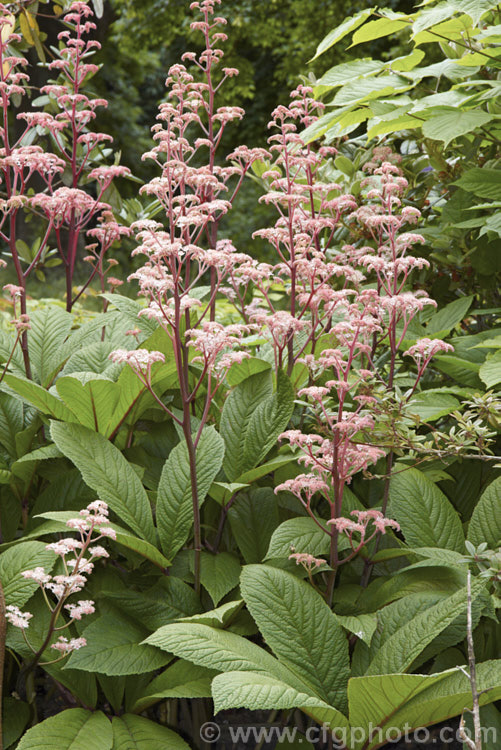 Rodgersia pinnata 'Elegans', a light-pink-flowered form of a normally red-flowered, 12m tall, late spring- to early summer-blooming herbaceous perennial native to the woodlands, streamsides and marginal boggy areas of southwestern China. rodgersia-2722htm'>Rodgersia. <a href='saxifragaceae-plant-family-photoshtml'>Saxifragaceae</a>.