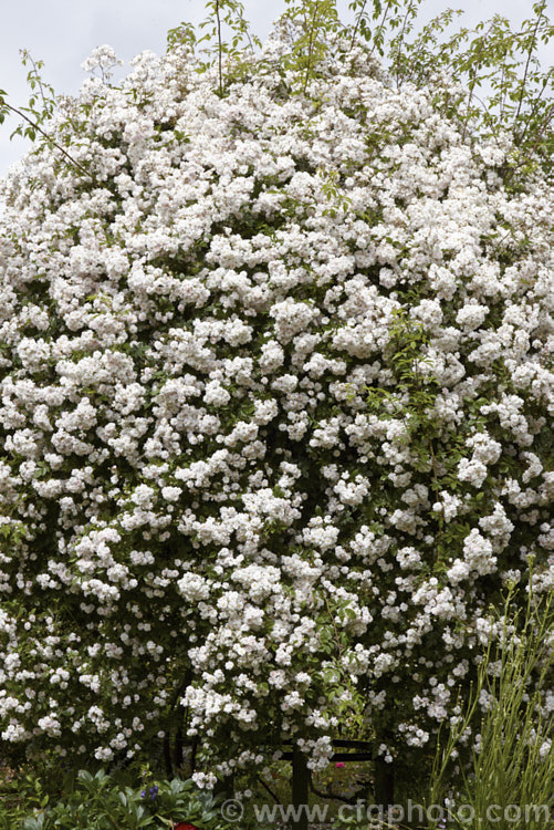 Rosa 'Paul's Himalayan Musk. Rambler', a vigorous early summer-flowering rambling rose raised by George. Paul Jr of the United Kingdom and dating from around 1916. Its parentage is uncertain but involves. Rosa brunoni. The scented flowers can appear white at a distance but when examined more closely it can be seen that they are pale pink on first opening, then they fade to near-white. This plant can grow to 10m high and wide and needs plenty of room. Order: Rosales, Family: Rosaceae