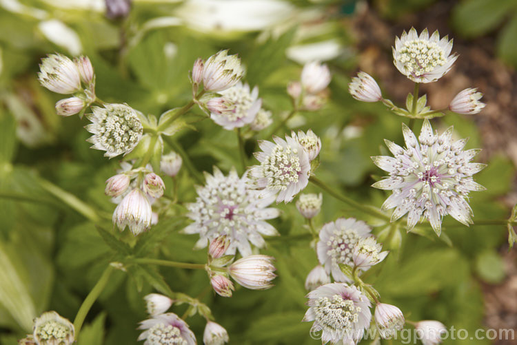 The flowerheads of Greater Masterwort (<i>Astrantia major</i>), a much-cultivated central and eastern European perennial the flower stems of which are up to 80cm tall. There are many garden forms. astrantia-2384htm'>Astrantia.