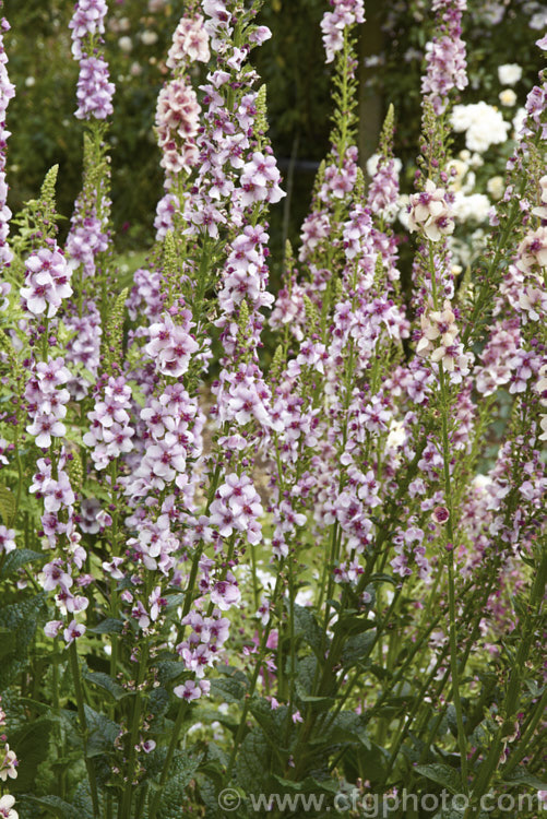 Verbascum 'Southern. Charm', a strain of long-flowering hybrid mulleins raised for use as bedding plants or in perennial borders. They are perennial but tend to be short lived and occur in a range of shades from cream to deep pink. The flower stems are compact and rarely exceed 75cm tall Such hybrids tend to have. Verbascum dumulosum, Verbascum pestalozzae and Verbascum phoeniceum in their parentage. verbascum-3385htm'>Verbascum. <a href='scrophulariaceae-plant-family-photoshtml'>Scrophulariaceae</a>.